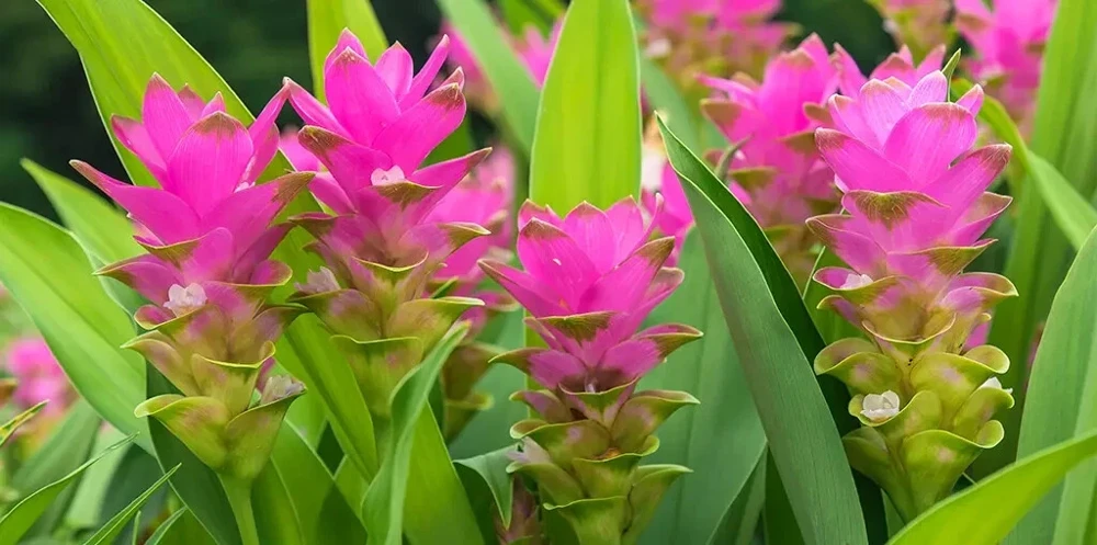 4 Organic Turmeric Tuber Bulbs - Live Roots for Growing - Curcuma Longa - Image 1