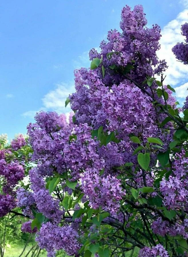 4 Purple Lilac Live Plants – Fragrant Flowering Shrub – 4-Inch Pots – Outdoor - Image 1