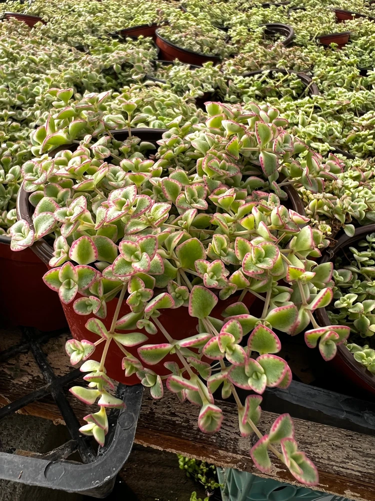 4'' Sedum Little Missy Live Plant - Variegated Succulent, Trailing Ground Cover - Image 2