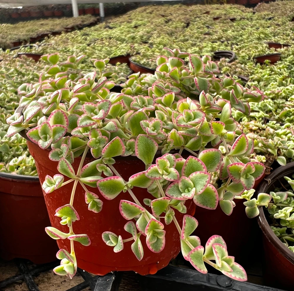 4'' Sedum Little Missy Live Plant - Variegated Succulent, Trailing Ground Cover - Image 3