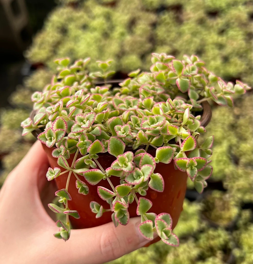 4'' Sedum Little Missy Live Plant - Variegated Succulent, Trailing Ground Cover - Image 4