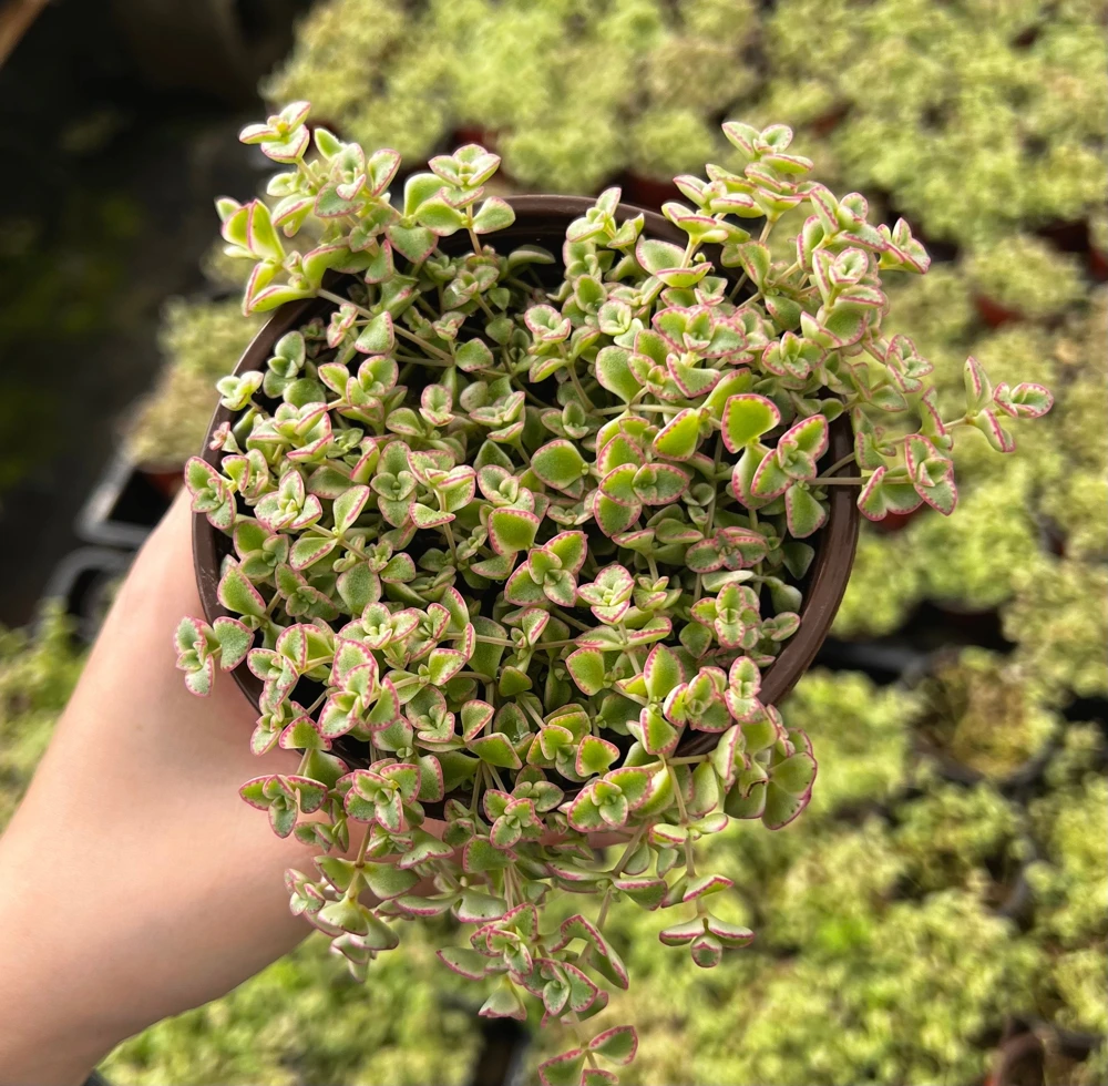 4'' Sedum Little Missy Live Plant - Variegated Succulent, Trailing Ground Cover - Image 5