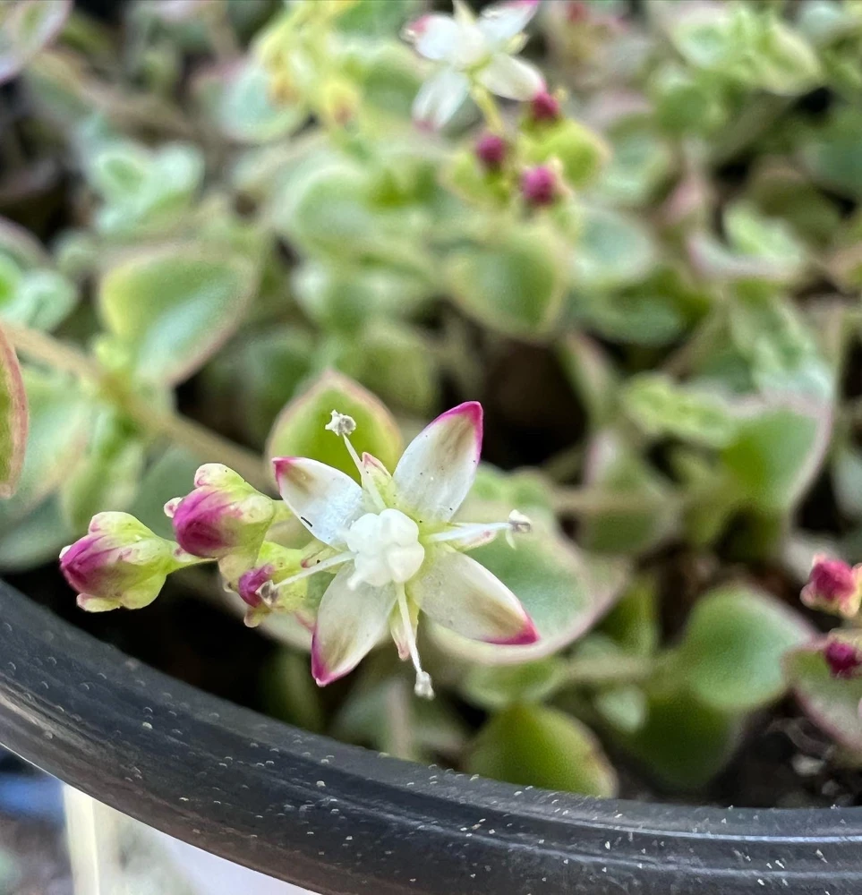 4'' Sedum Little Missy Live Plant - Variegated Succulent, Trailing Ground Cover - Image 6