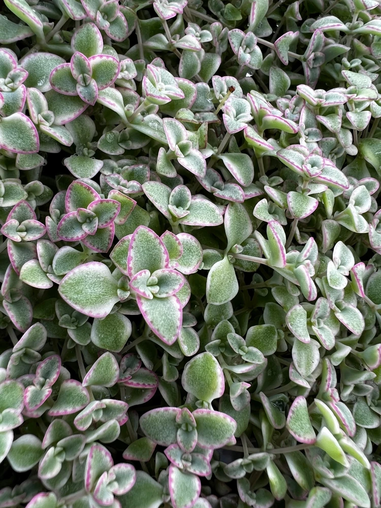4'' Sedum Little Missy Live Plant - Variegated Succulent, Trailing Ground Cover - Image 7