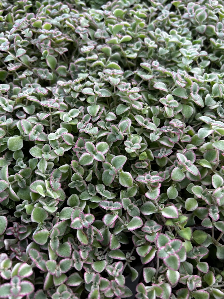 4'' Sedum Little Missy Live Plant - Variegated Succulent, Trailing Ground Cover - Image 8