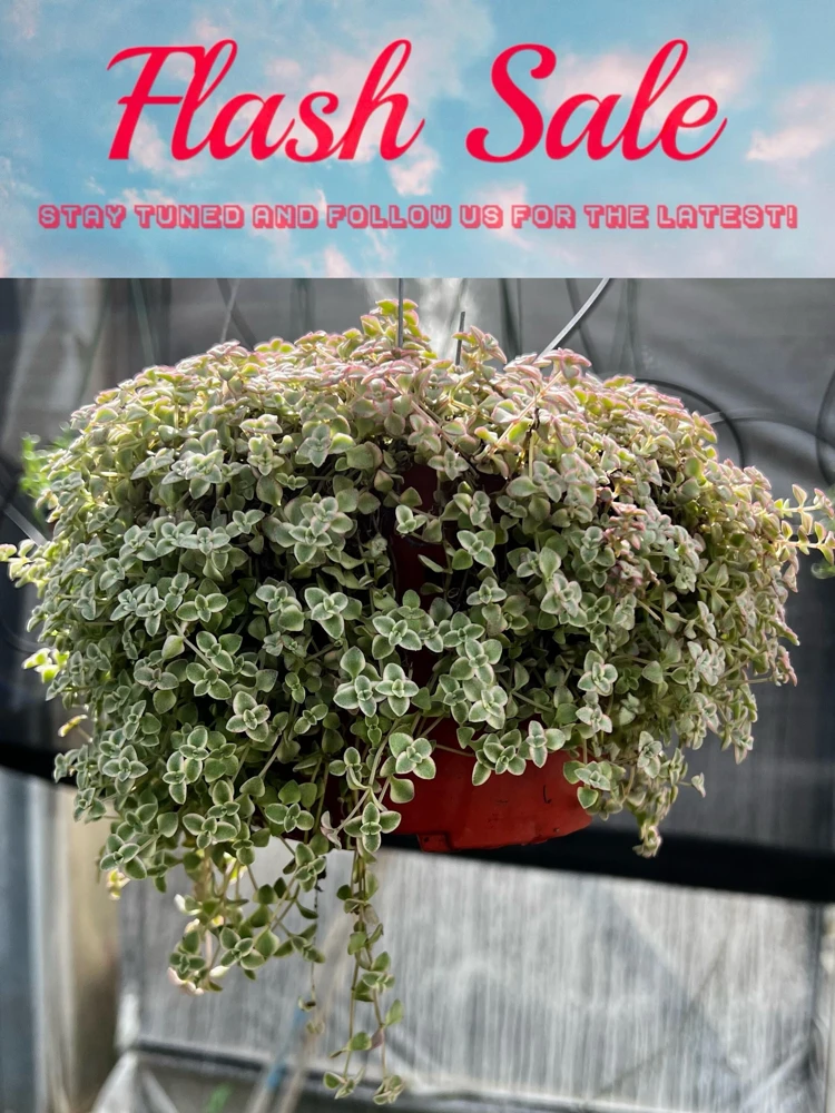4'' Sedum Little Missy Live Plant - Variegated Succulent, Trailing Ground Cover - Image 1