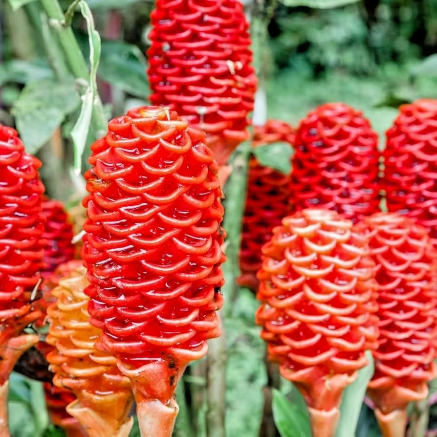4 Shampoo Ginger Rhizomes - Zingiber Zerumbet Pine Cone Tropical Plant - Image 1