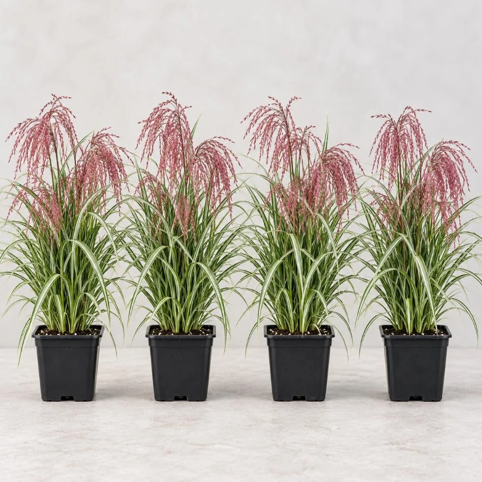 4 Sunrise Maiden Grass Live Plants Miscanthus sinensis 5-8 Inch Tall Outdoor - Image 1