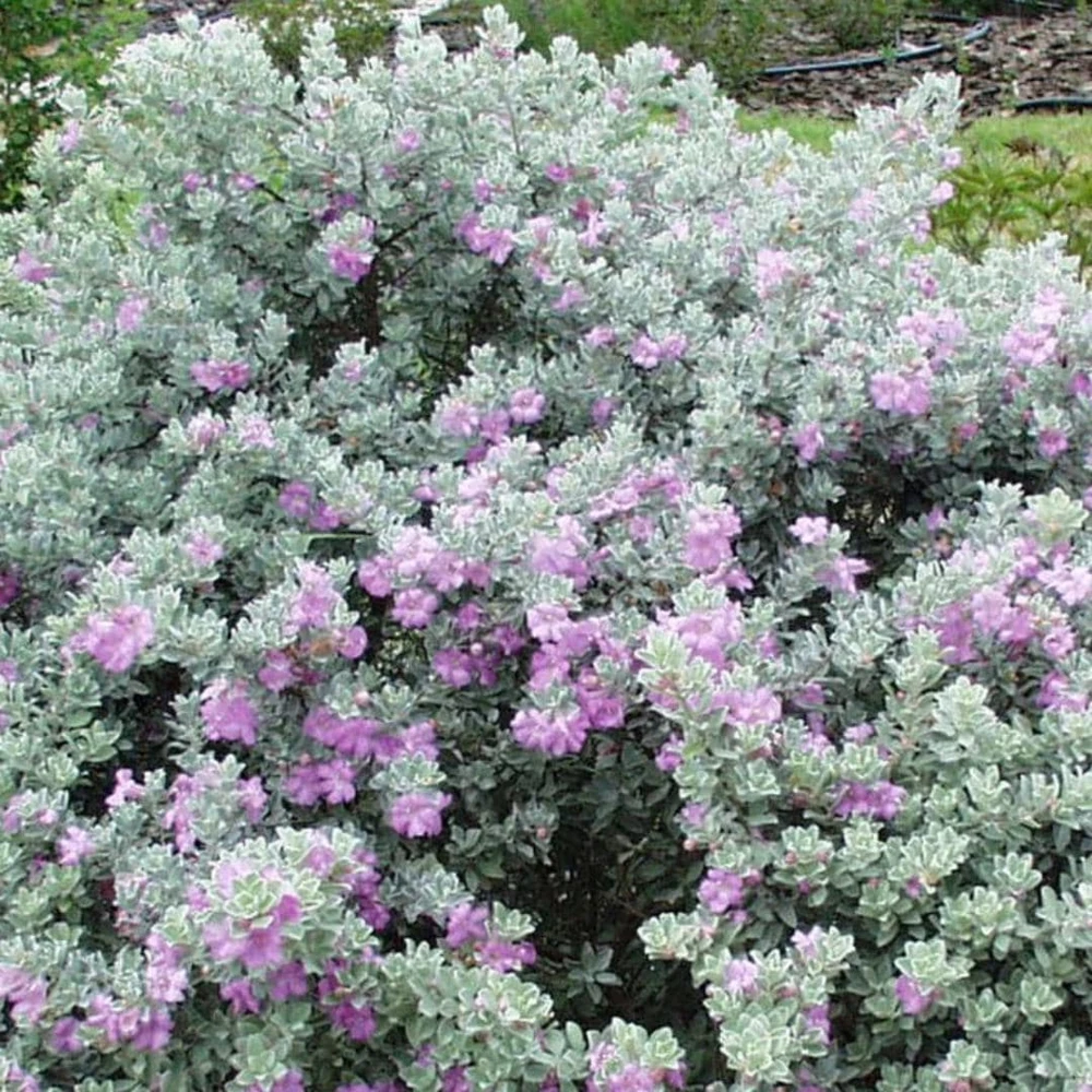 4 Texas Sage Live Plants, Silverleaf Leucophyllum Starter Shrubs, 4-6 Inches Tall, Outdoor - Image 1