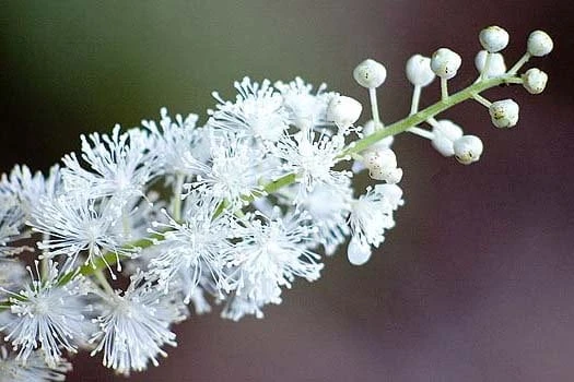 5 Black Cohosh Actaea racemosa Bulbs - Bugbane Perennial for Shade - Image 1