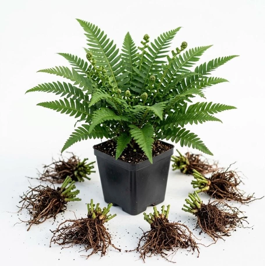 5 Christmas Fern Rhizomes – Polystichum acrostichoides Live Bare Root Plants 3-6" Long – Shade-Loving Perennial - Image 1