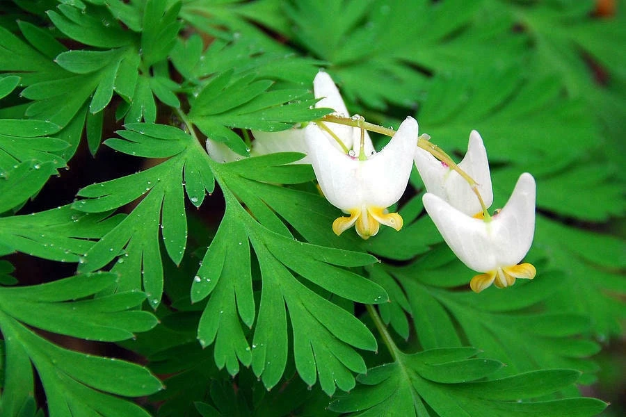 5 Dutchman's Breeches Bulbs - Dicentra cucullaria - Perennial Flower - Image 1