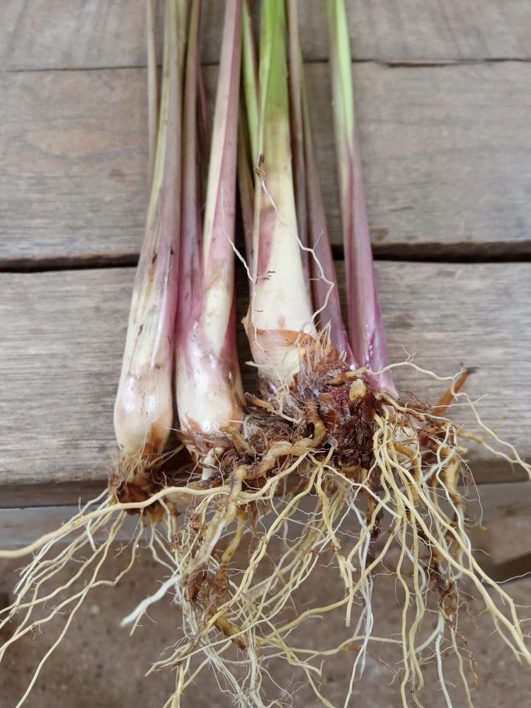 5 Fresh Lemongrass Live Plant Stalks – Easy Grow Citronella Herb - Image 1