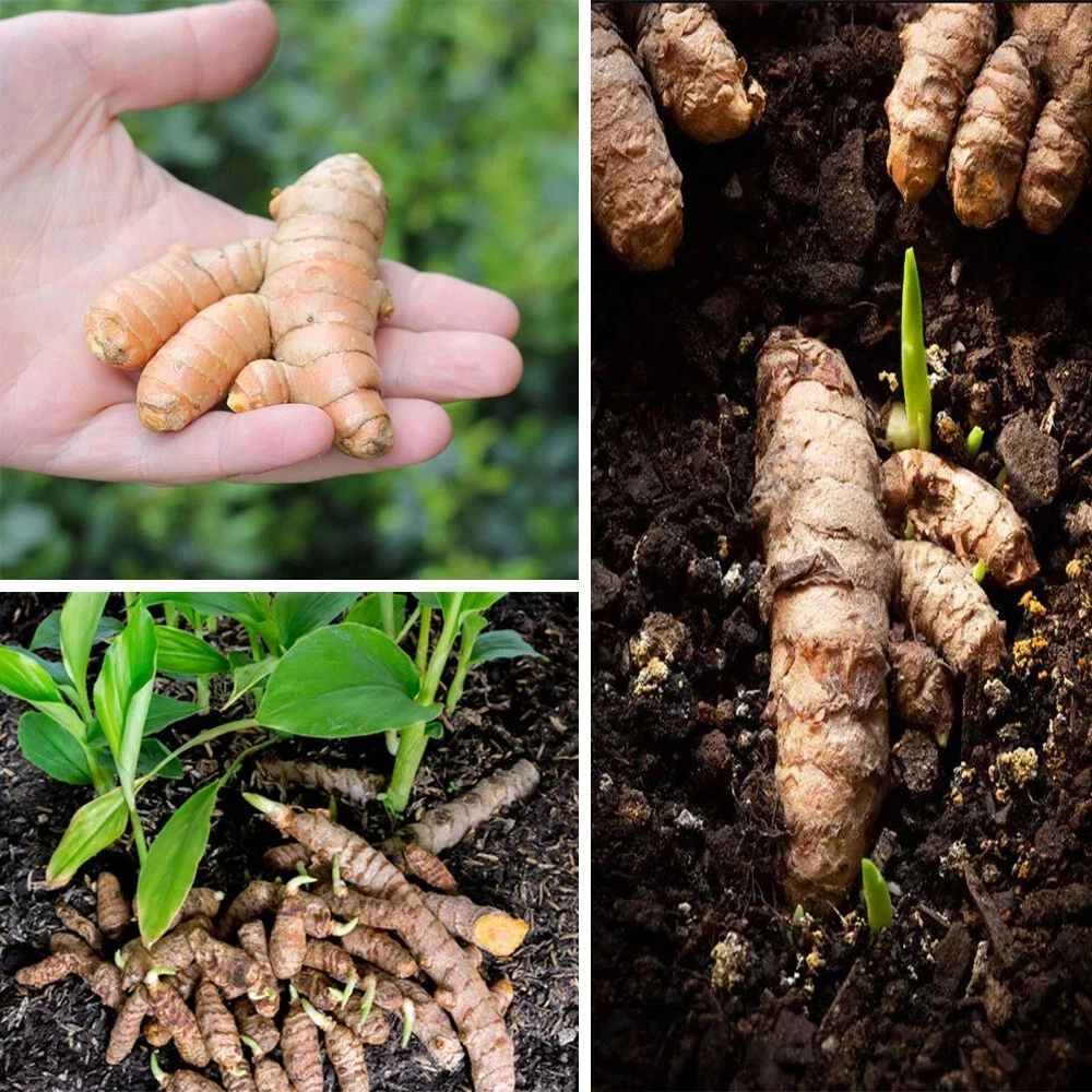 5 Fresh Turmeric Root Plants - Curcuma longa Live Rhizomes for Planting - Image 1