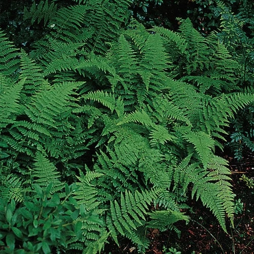 5 Hay Scented Fern Clumps – Live Plant – Dennstaedtia punctilobula – 1.5-2 ft Tall – Zones 3-8 Outdoor - Image 1