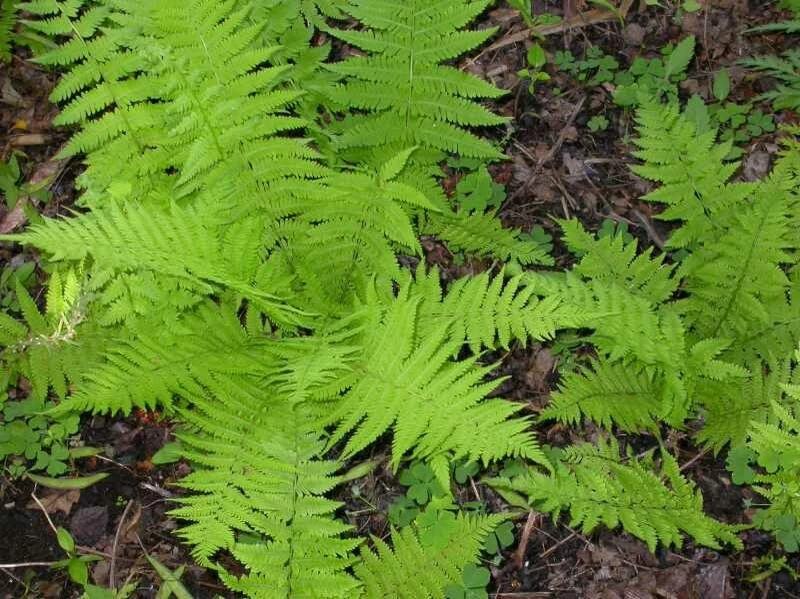 5 Hay Scented Fern Clumps – Live Plant – Dennstaedtia punctilobula – 1.5-2 ft Tall – Zones 3-8 Outdoor - Image 2