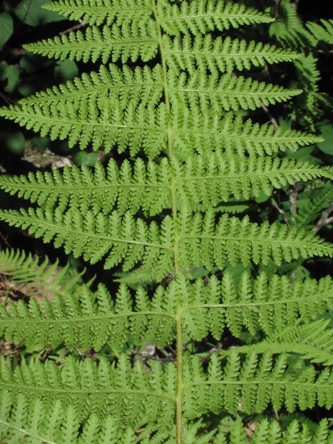 5 Hay Scented Fern Clumps – Live Plant – Dennstaedtia punctilobula – 1.5-2 ft Tall – Zones 3-8 Outdoor - Image 3
