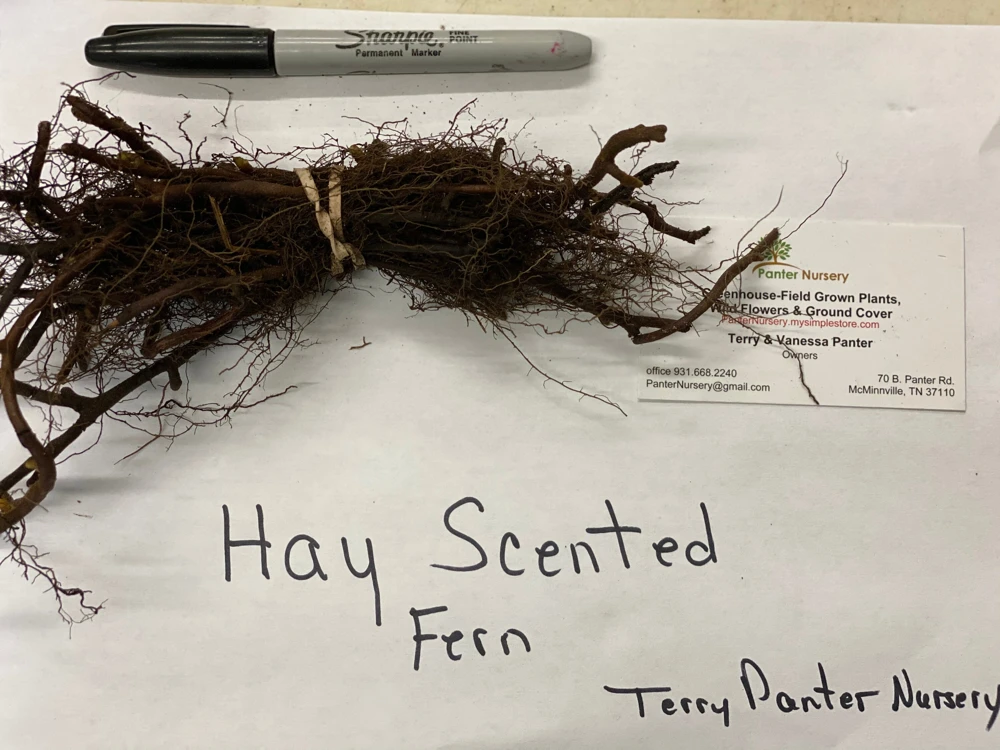 5 Hay Scented Fern Clumps – Live Plant – Dennstaedtia punctilobula – 1.5-2 ft Tall – Zones 3-8 Outdoor - Image 4