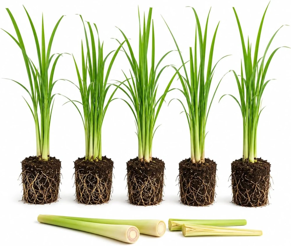 5 Live Lemongrass Plants, 4-6 Inches Tall, Well Rooted Herb Starters - Image 1