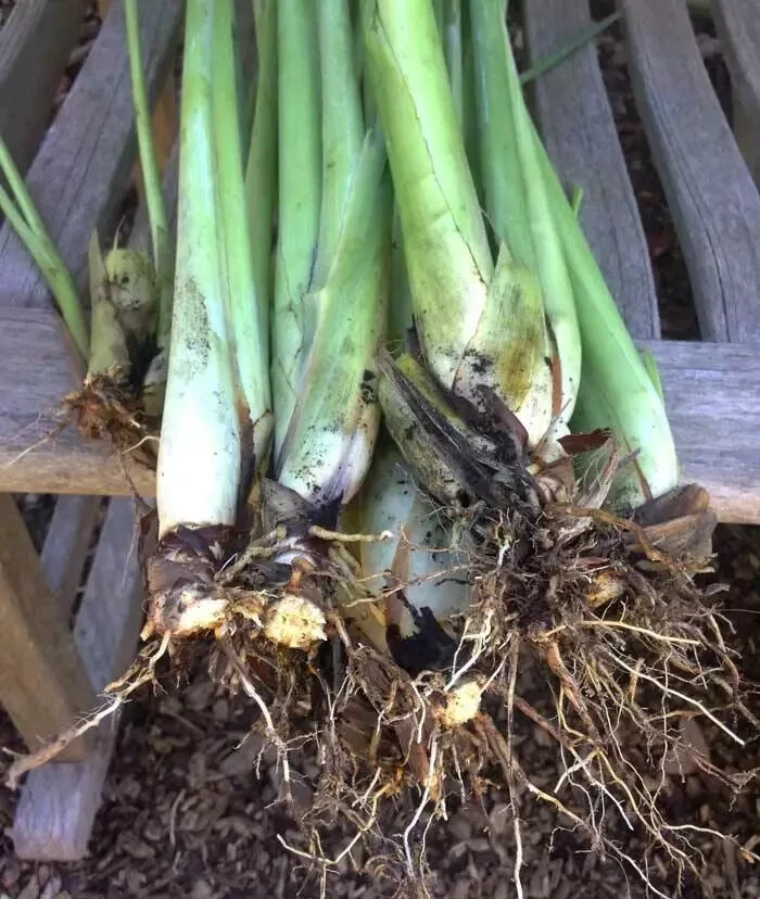 5 Live Lemongrass Stalks Plugs - Cymbopogon Sereh Plant - Healthy Herb - Image 1