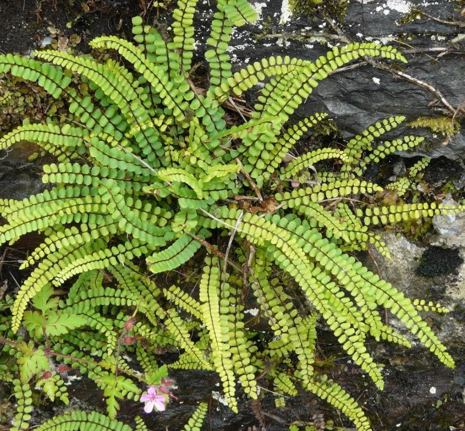 5 Maidenhair Spleenwort Fern Rhizomes Live Bare Roots - 3-6" Long Perennial Ferns for Shade Gardens - Image 2
