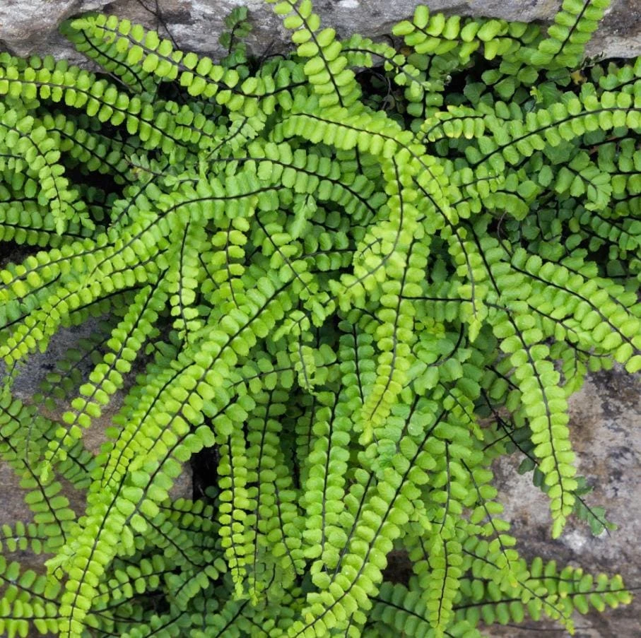 5 Maidenhair Spleenwort Fern Rhizomes Live Bare Roots - 3-6" Long Perennial Ferns for Shade Gardens - Image 3