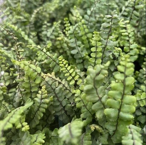 5 Maidenhair Spleenwort Fern Rhizomes Live Bare Roots - 3-6" Long Perennial Ferns for Shade Gardens - Image 4