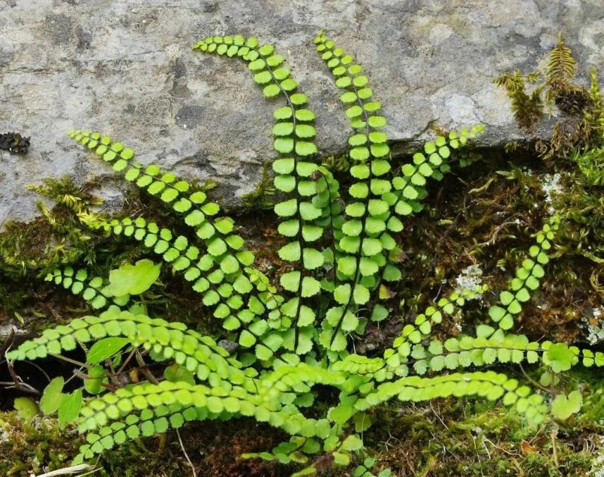 5 Maidenhair Spleenwort Fern Rhizomes Live Bare Roots - 3-6" Long Perennial Ferns for Shade Gardens - Image 5
