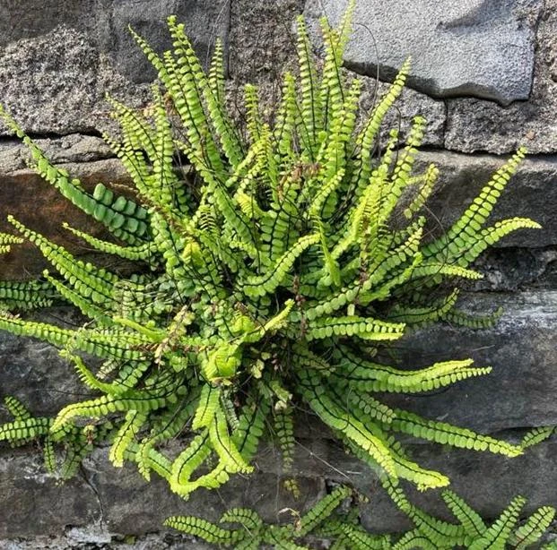 5 Maidenhair Spleenwort Fern Rhizomes Live Bare Roots - 3-6" Long Perennial Ferns for Shade Gardens - Image 6