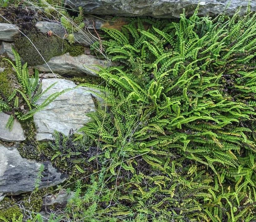 5 Maidenhair Spleenwort Fern Rhizomes Live Bare Roots - 3-6" Long Perennial Ferns for Shade Gardens - Image 7
