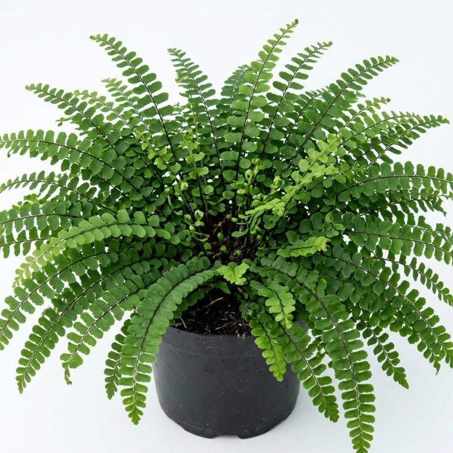 5 Maidenhair Spleenwort Fern Rhizomes Live Bare Roots - 3-6" Long Perennial Ferns for Shade Gardens - Image 1