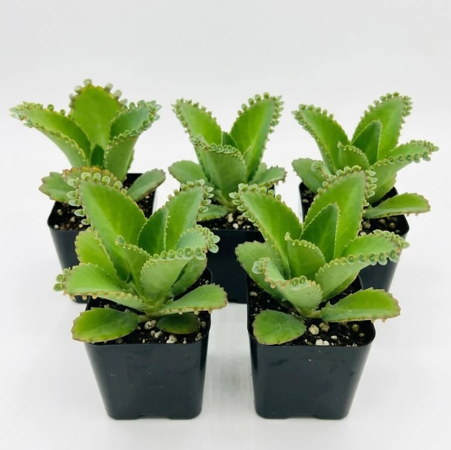 5 Mother of Thousands Plants Live Kalanchoe Houseplant 2-Inch Pot Indoor Succulent - Image 1
