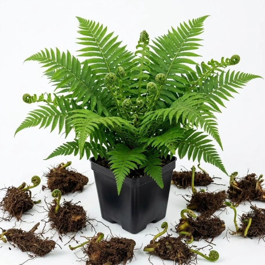 5 Ostrich Fern Rhizomes Live Plants – Matteuccia struthiopteris – 3-6" Bare Roots - Image 1