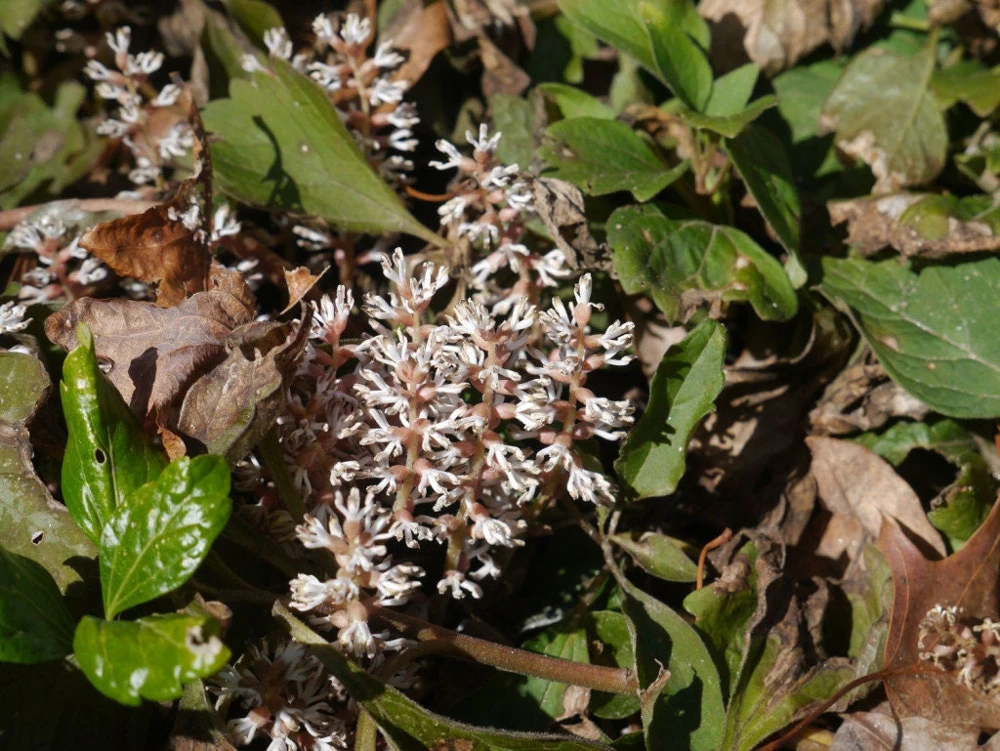 5 Pachysandra Procumbens Roots - Allegheny Spurge Live Plant - Mountain Spurge Groundcover - Image 1