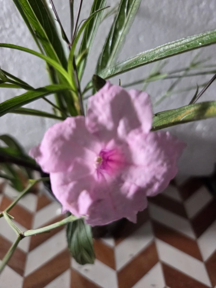 5 Pink Mexican Petunia Live Plants (Ruellia), 5-7" Tall Plug, Indoor/Outdoor - Image 1
