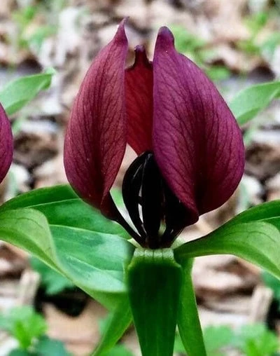 5 Purple Prairie Trillium Bulbs - Native US Wildflower, Zones 4-9 - Image 1