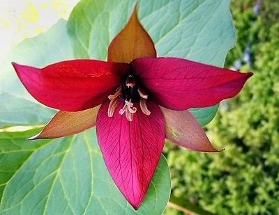 5 Red Trillium Bulbs - Wood Lily Bare Root Wildflower for Shade, Zones 4-8 - Image 1
