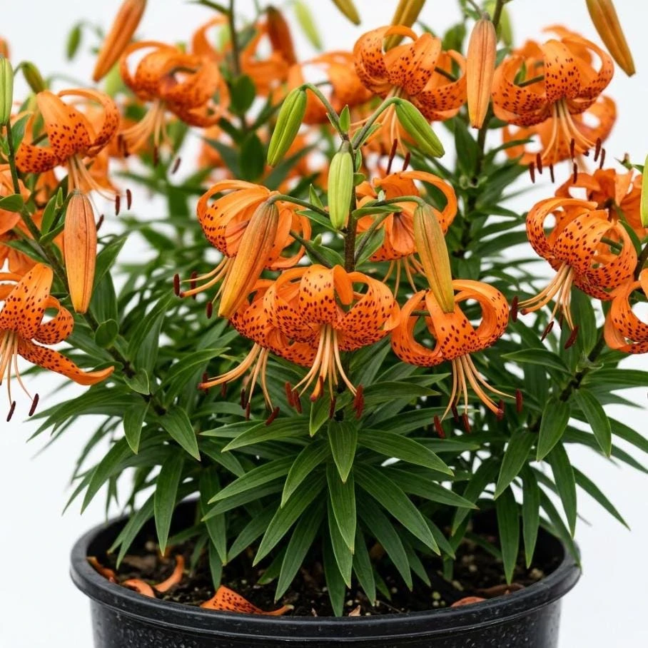 5 Tiger Lily Bulbs - Turk's Cap Lily Bare Roots - Vibrant Orange Flowers - Image 1