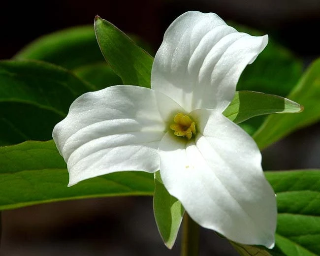 5 White Trillium Bulbs - Wood Lily (Trillium grandiflorum) - Bare Root Wildflower - Image 1