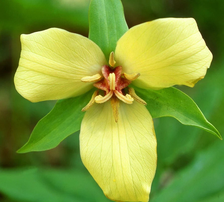 5 Yellow Trillium Bulbs - Native Wildflower, Fragrant, Shade Garden - Image 1