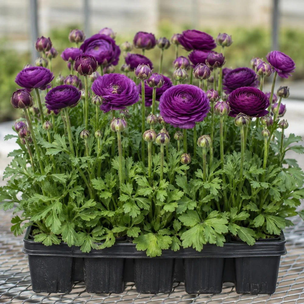 50 Purple Ranunculus Bulbs – Summer Flowering Buttercup Roots for Garden - Image 1
