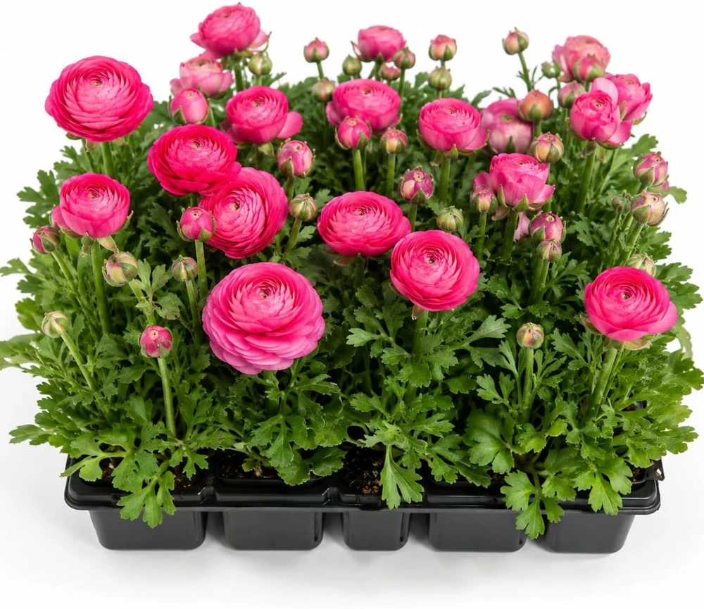 50 Purple Ranunculus Bulbs – Summer Flowering Buttercup Roots for Garden - Image 1