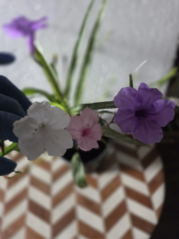6 Mix Mexican Petunia Live Plants – Ruellia – 2 Purple, 2 Pink, 2 White – Outdoor - Image 2