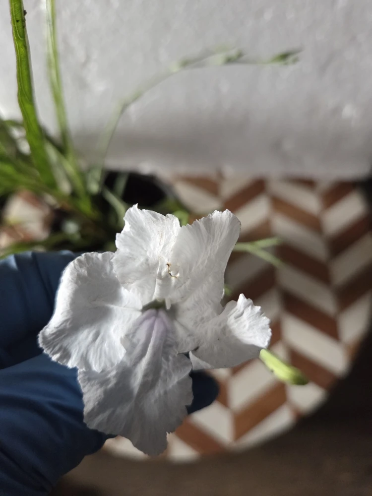 6 Mix Mexican Petunia Live Plants – Ruellia – 2 Purple, 2 Pink, 2 White – Outdoor - Image 3