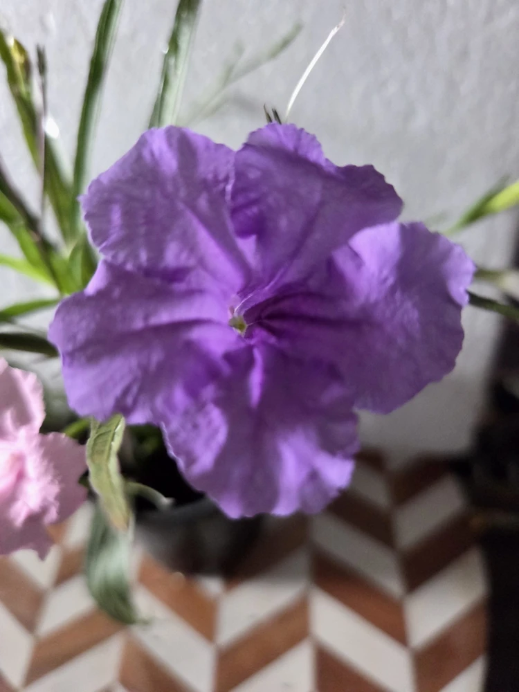 6 Mix Mexican Petunia Live Plants – Ruellia – 2 Purple, 2 Pink, 2 White – Outdoor - Image 4