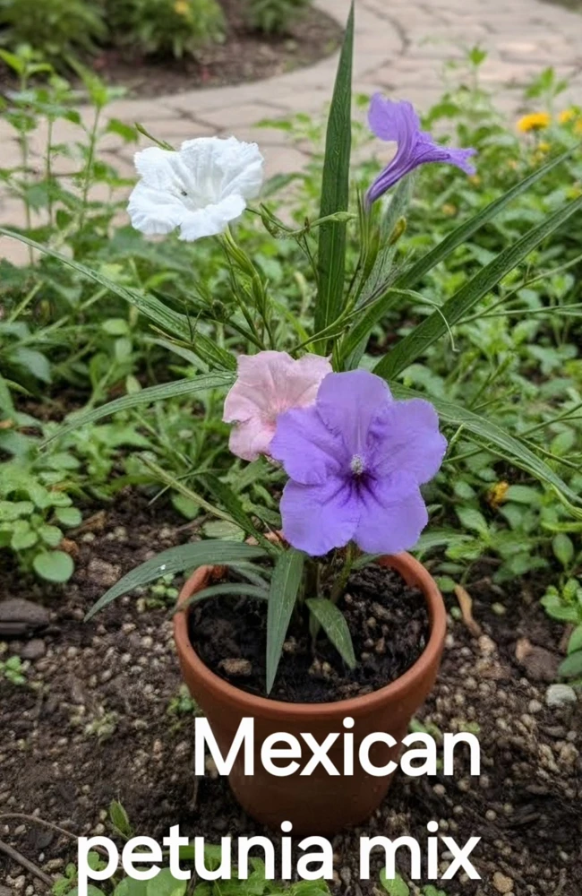 6 Mix Mexican Petunia Live Plants – Ruellia – 2 Purple, 2 Pink, 2 White – Outdoor - Image 1
