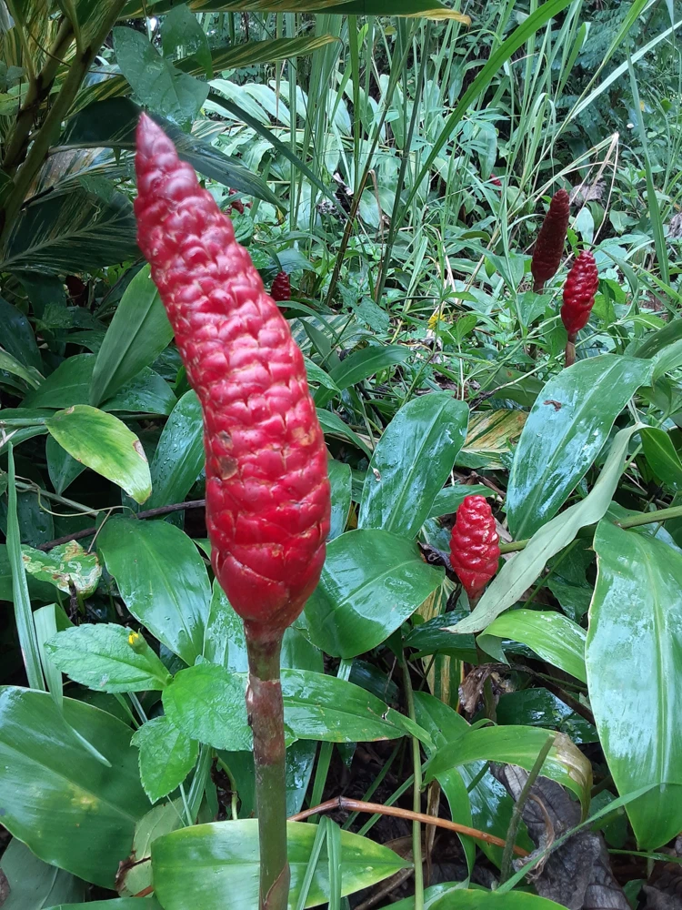 6 Shampoo Ginger Rhizomes - Zingiber zerumbet Awapuhi Kuahiwi - Tropical Live Plant - Image 1