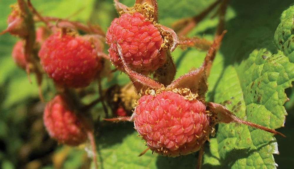 6 Thimbleberry Live Plants – Rubus parviflorus – 3-4" Tall in 4" Pots – Native Berry Shrub for Shade - Image 2