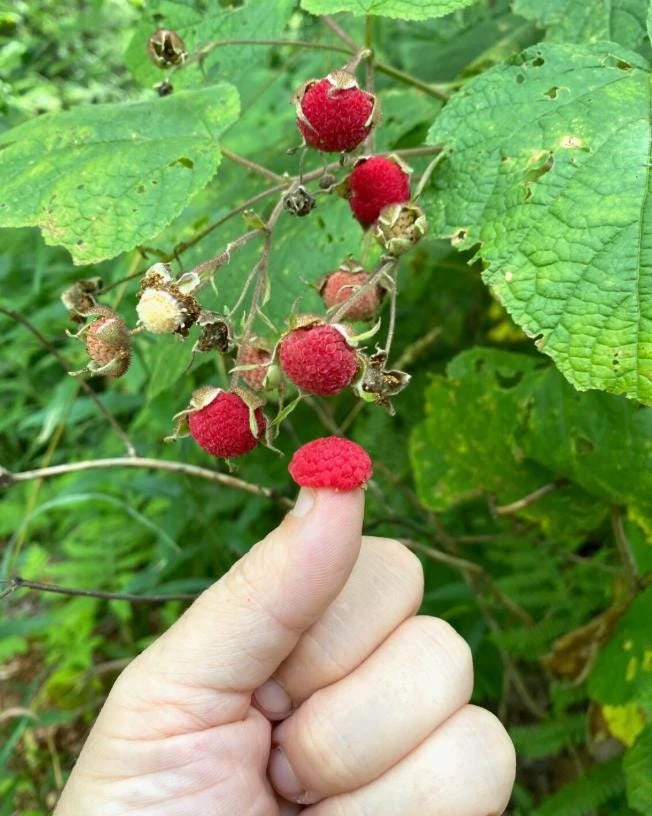 6 Thimbleberry Live Plants – Rubus parviflorus – 3-4" Tall in 4" Pots – Native Berry Shrub for Shade - Image 3