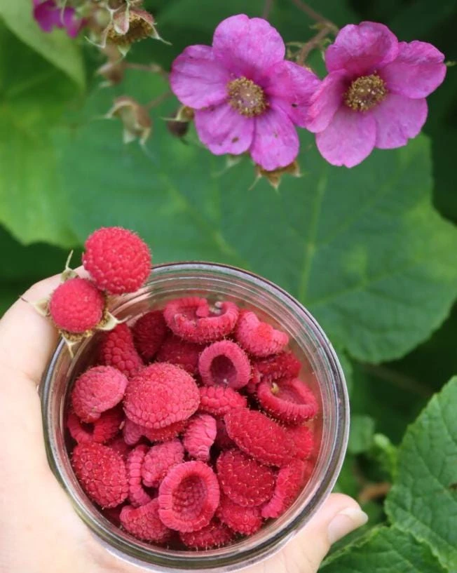 6 Thimbleberry Live Plants – Rubus parviflorus – 3-4" Tall in 4" Pots – Native Berry Shrub for Shade - Image 4
